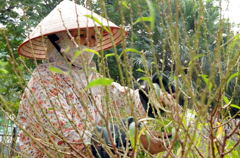 Trên một số chợ cây cảnh truyền thống phục vụ riêng dịp Tết Nguyên Đán như Lạc Long Quân, Võ Chí Công (Hà Nội) những ngày gần đây đã xuất hiện đào và bưởi cảnh khiến không khí Tết như đang ùa về.