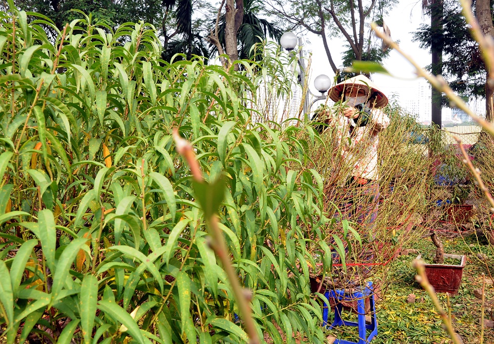 Tuốt lá là công đoạn đặc biệt quan trọng, cần tính toán kỹ lưỡng về thời gian, thành bại của cả một năm trông chờ vào thời điểm này.