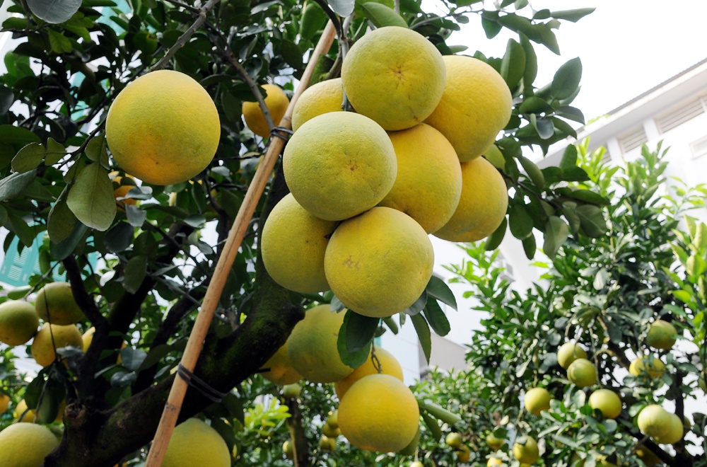 Bưởi cảnh cũng đã được đưa ra "chợ" trên đường Lạc Long Quân. Những cây có quả mập mạp, trĩu cành như này chắc sẽ được khách chơi cây chấm điểm cao và không e ngại "móc hầu bao".