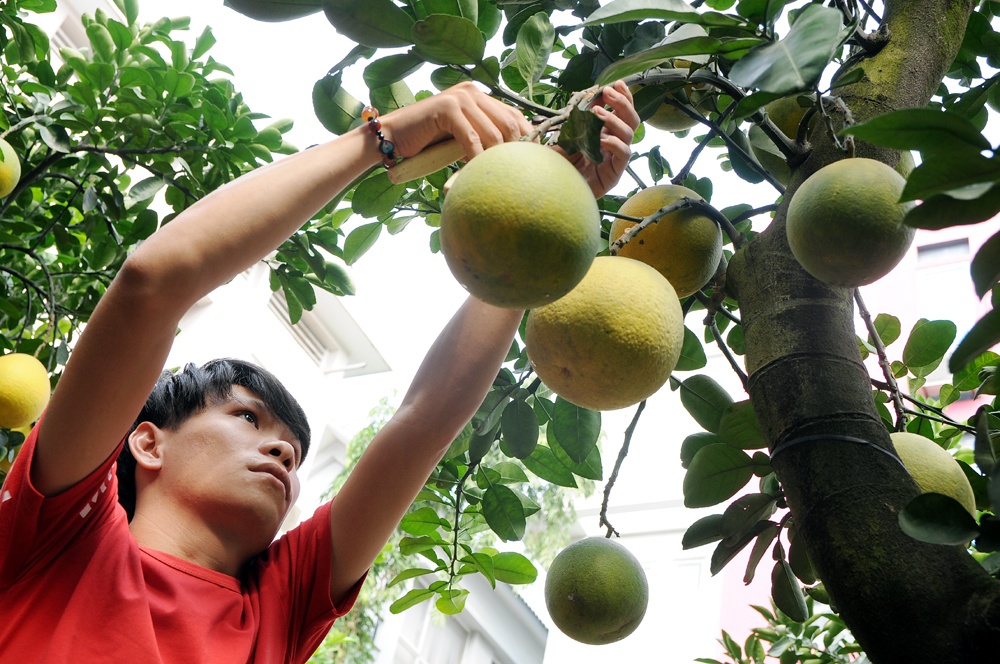 Anh Nguyễn Kim Kiên, người xã Song Phương (huyện Hoài Đức) cho biết, anh là chủ vườn đầu tiên đưa bưởi ra "chợ" vì bưởi gia đình trồng khá khỏe. Khách mua thường nhộn nhịp vào giữa tháng 12 âm lịch.