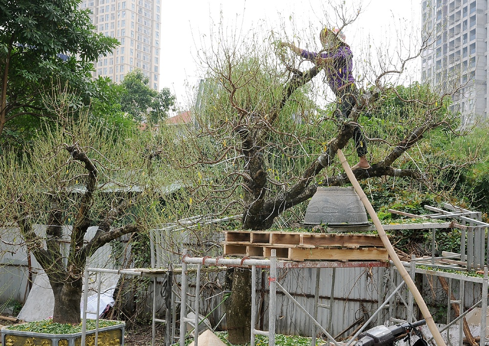 Những cây đào khủng có giá hơn 100 triệu đang được chăm chút kỹ lưỡng, công nhân phải bắc giàn giáo để tuốt lá.