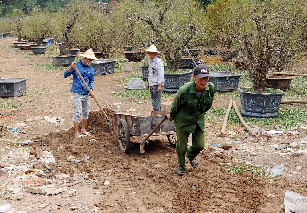 Đường vào một vườn đào trên phố Võ Chí Công đang được tôn cao để khách mua cây dễ dàng đi lại.