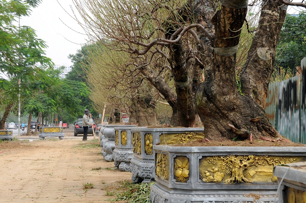 Những cây khủng trong vườn đào hơn 300 gốc, một số cây có giá lên đến hơn 100 triệu đồng.
