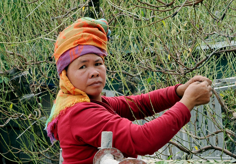 Đây là thời gian người trồng đào cần huy động nhiều nhân công hơn bởi việc tuốt lá chỉ có thể làm bằng tay (Trong ảnh: Một người làm vườn được chủ vườn thuê làm theo giờ).