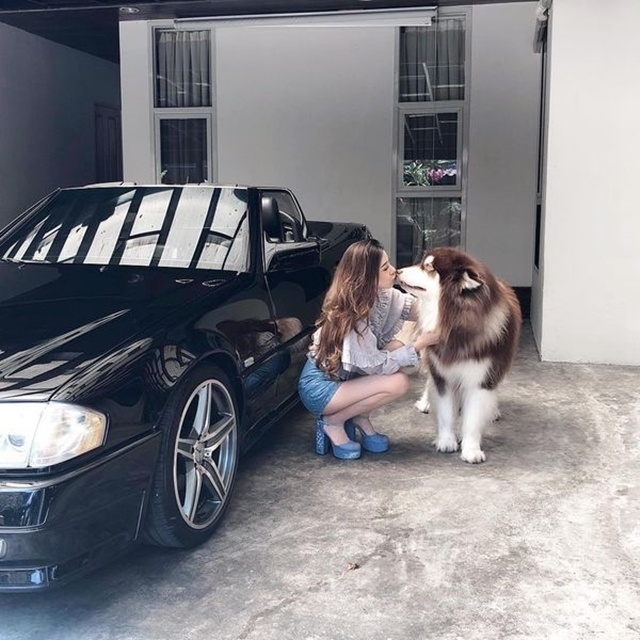 Chưa kể đến một nhân vật đáng yêu khiến ai cũng phải chú ý là chú chó giống Alaskan Malamute tên Chao Tan