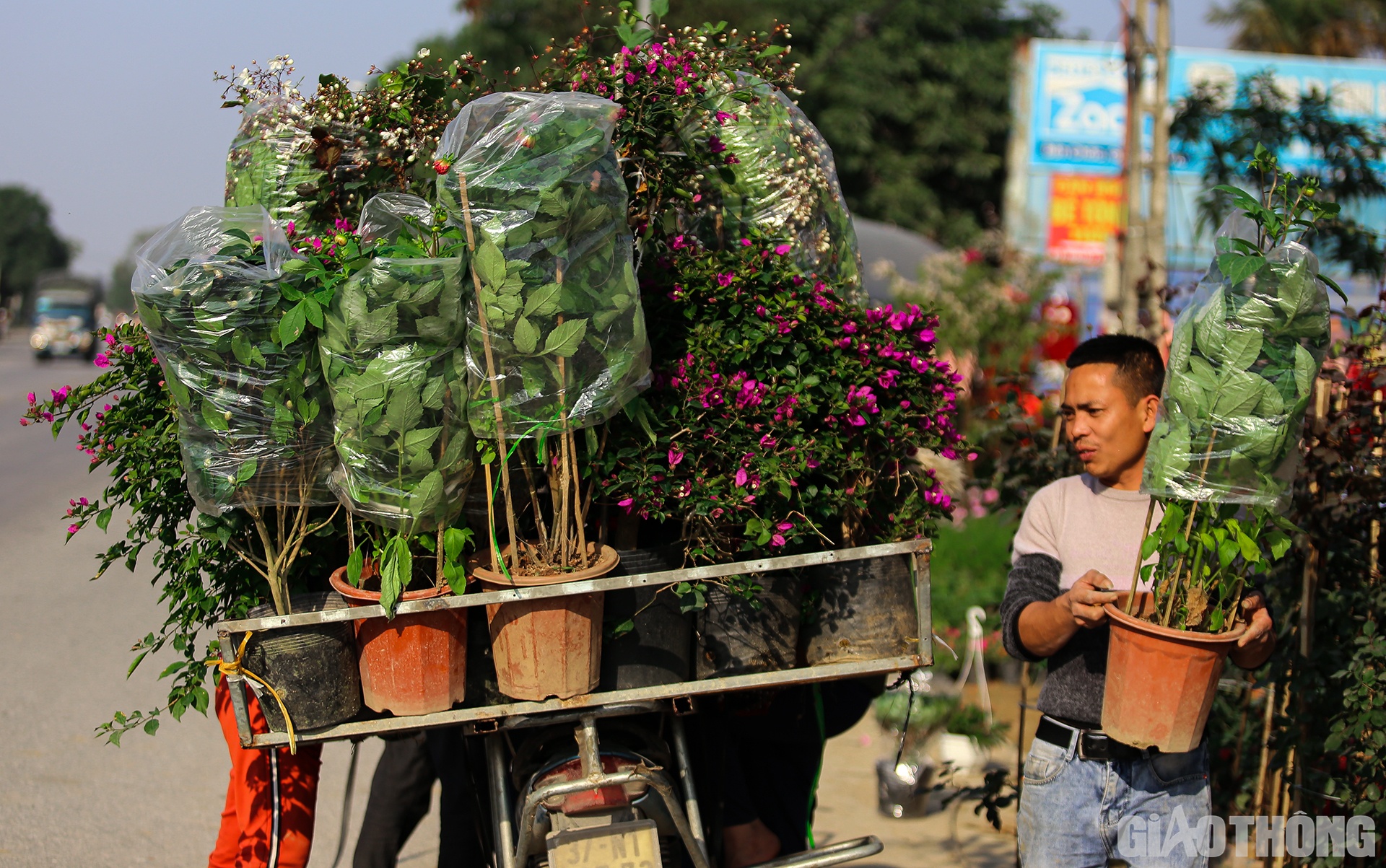 Anh Đặng Văn Cường (35 tuổi, chủ vườn hoa Cường Thắng) cho biết: Để phục vụ Tết Nguyên đán, vườn nhà anh đã nhập về đến khoảng 40 loài hoa các loại. Hoa được lấy từ các miền Bắc - Trung - Nam.