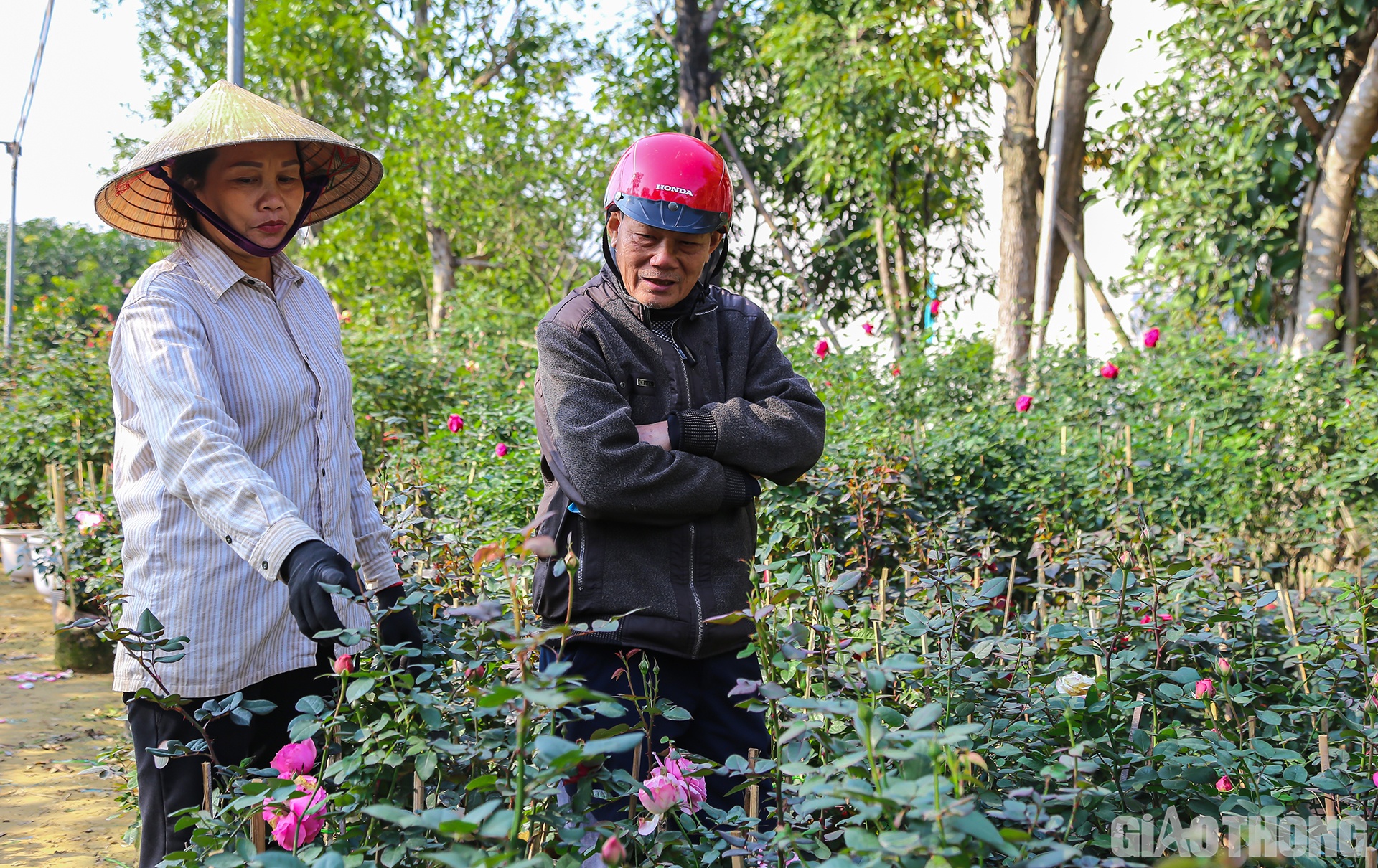 Bà Nguyễn Thị Thuận, chủ vườn hoa Sinh Thuận cho biết thêm: Từ đầu tháng tới nay, gia đình bà đã bán được hơn 3.000 cây hồng các loại. Dự kiến từ nay đến khi Tết vườn hoa nhà bà sẽ tiếp tục "xuất" thêm 5.000 cây hồng nữa. Hiện tại, giá mỗi cây hồng trong vườn gia đình bà có giá giao động từ 80.000 đồng đến 2 triệu đồng.