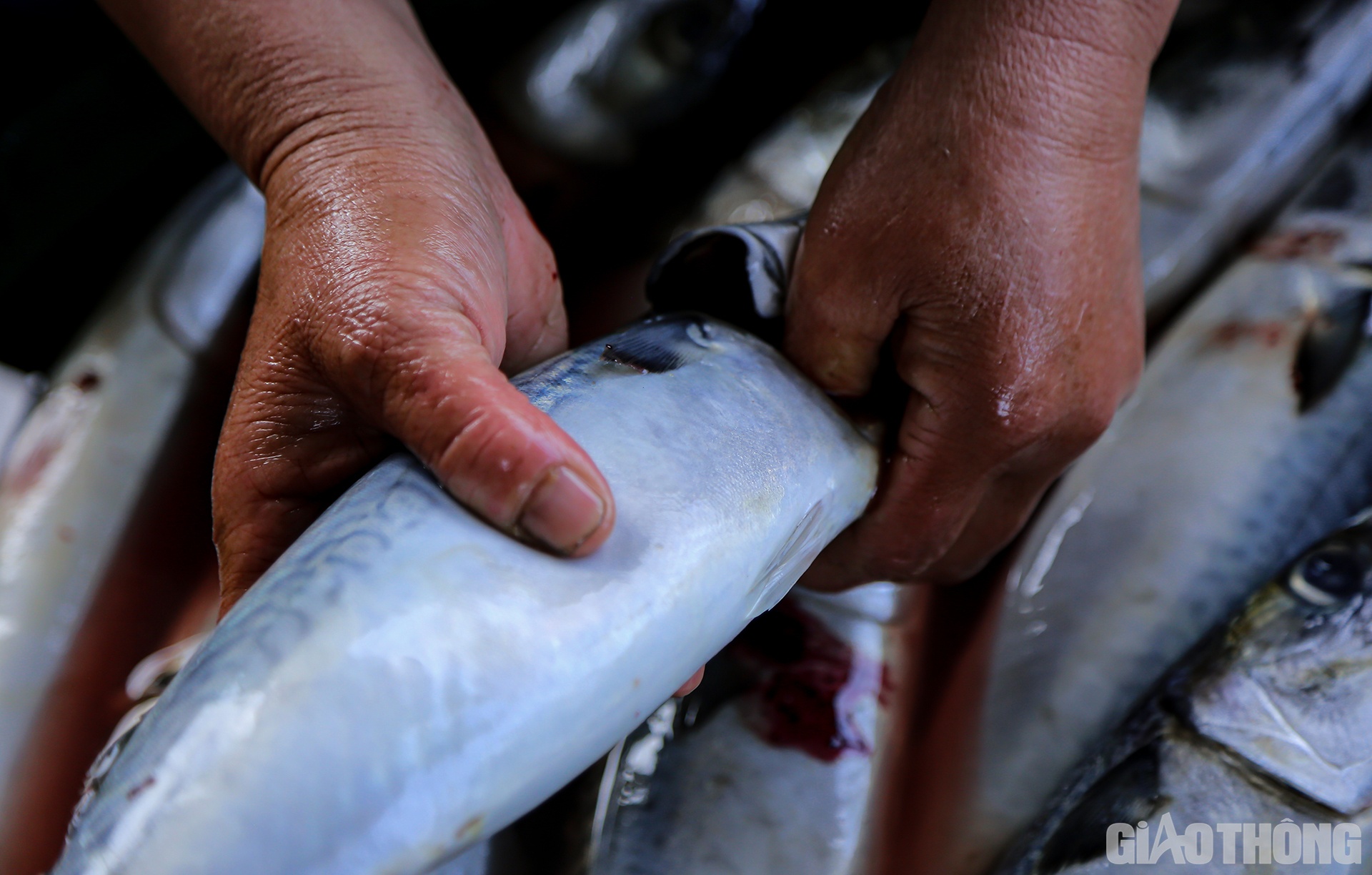 Công đoạn đầu tiên, trước khi nướng cá là làm sạch 2 mang và nội tạng bên trong bụng cá
