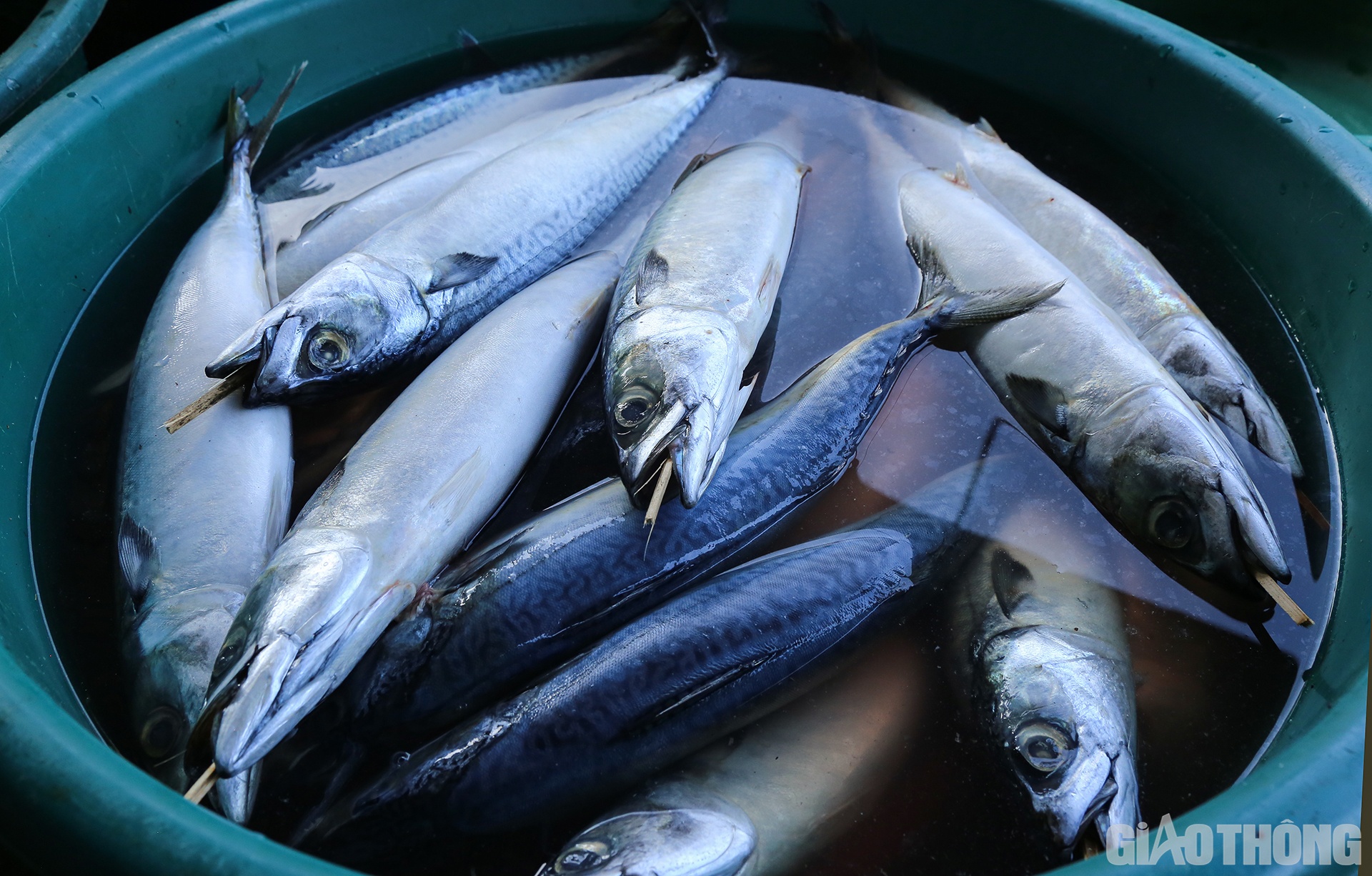 Cá để nướng là cá biển, gồm đủ các loại: Cá thu, cá nục chuối, cá bạc má, cá trích, cá cam… cho đến mực khô.