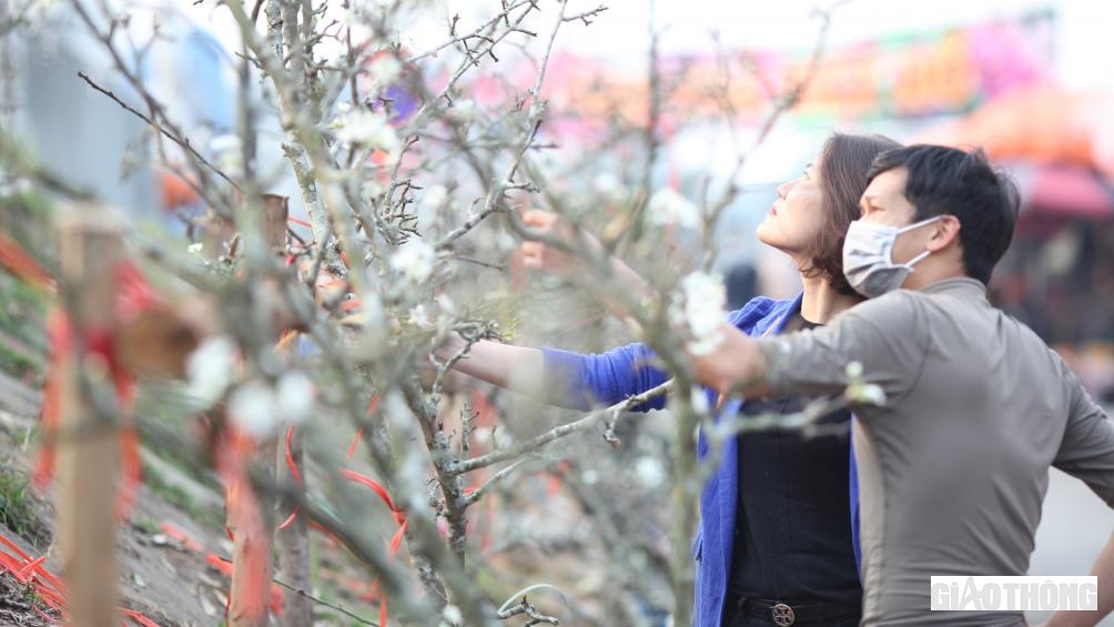 Những ngày này, khi Tết Nguyên đán vừa qua, đào đã phai, không ít người Hà Nội chuyển sang chơi hoa lê. Chợ hoa Quảng An là một trong những địa điểm được nhiều người tìm tới.