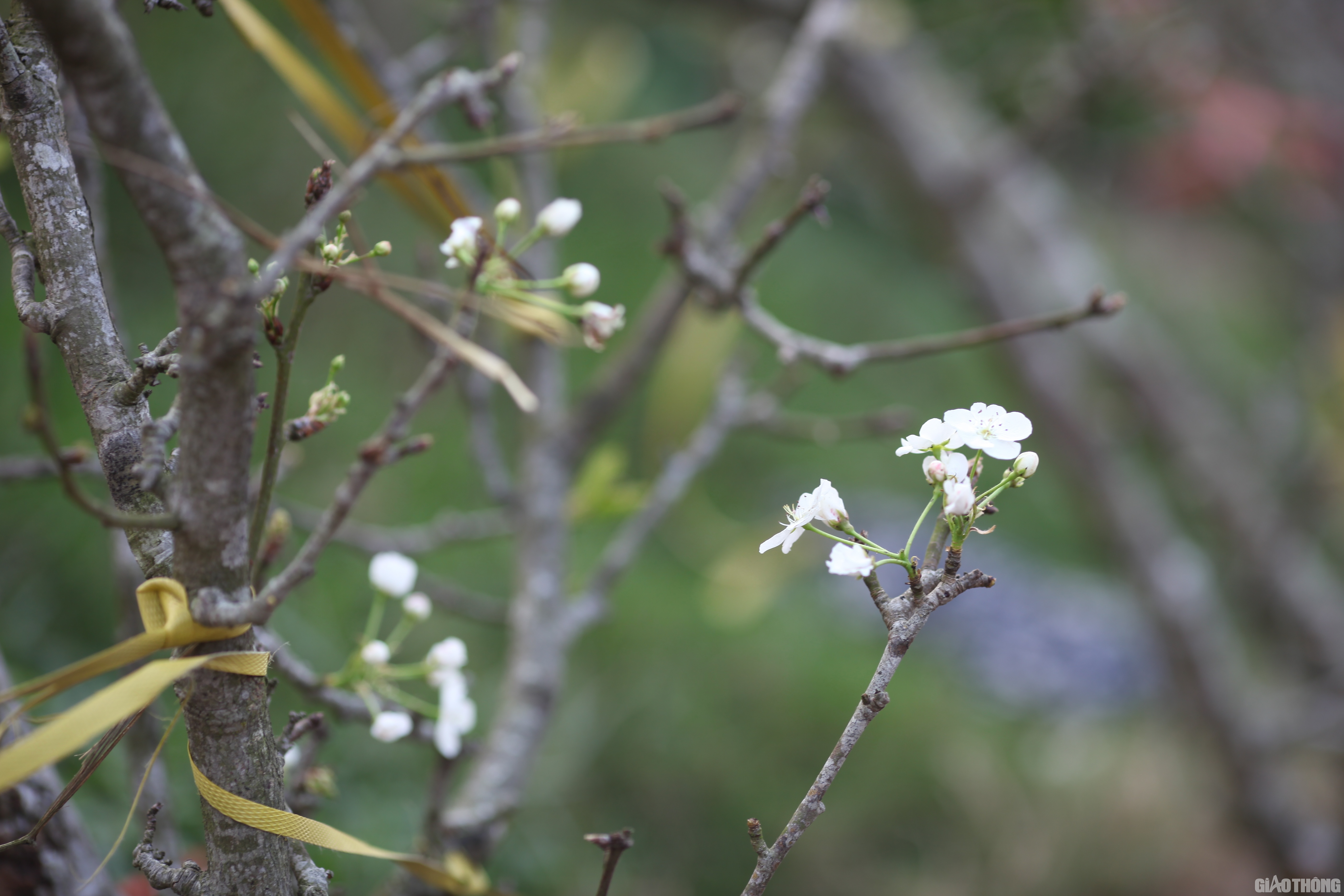Những cành hoa lê rêu mốc bung nở những bông hoa trắng muốt có sức hấp dẫn với người Thủ đô. Một khách mua hoa cho biết: Cây càng già, thân cây mốc xanh, sần sùi, hoa chi chít mọc ra từ những mắt sần thì giá càng cao.