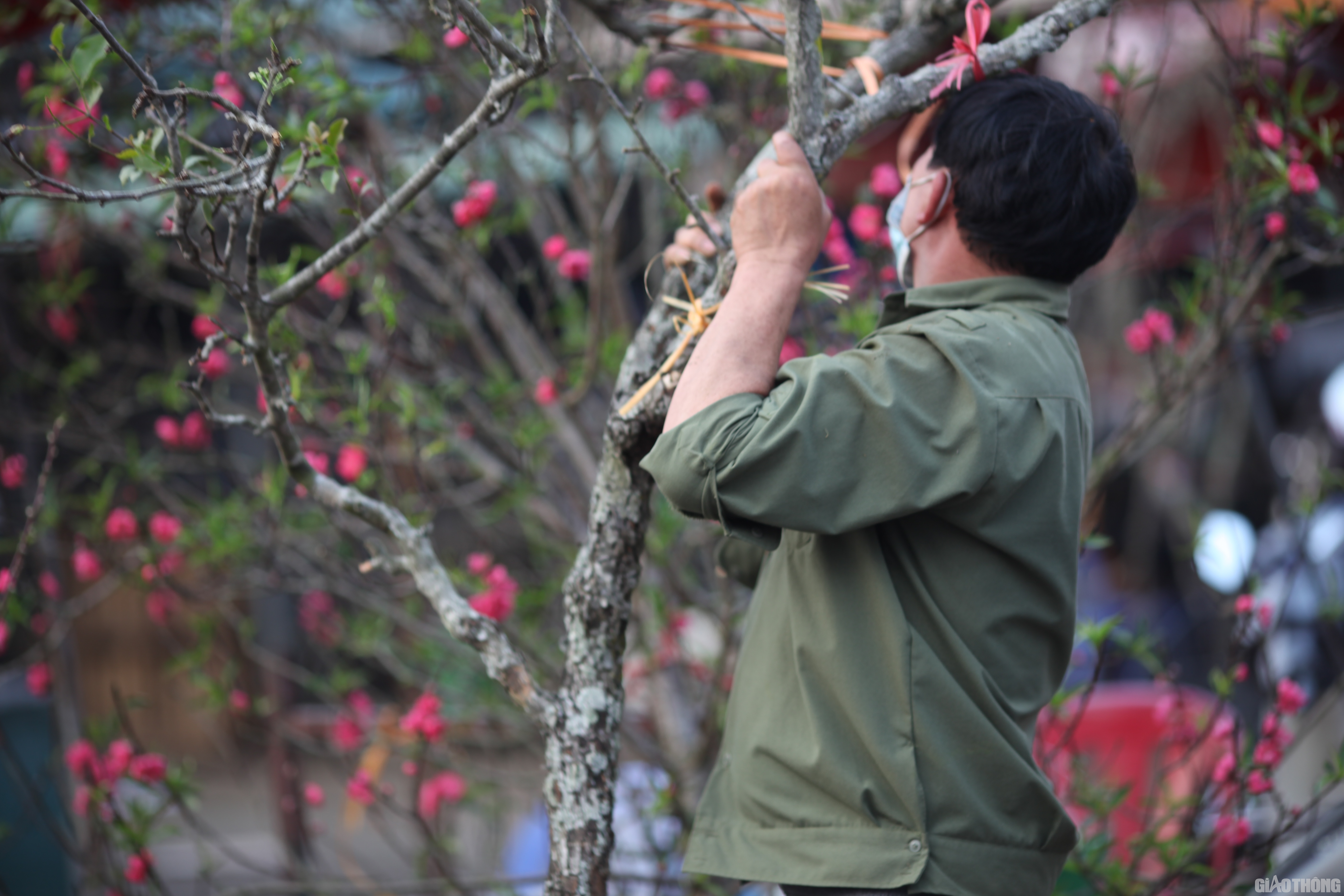 Một tiểu thương bán hoa lê tại chợ Quảng An hào hứng: Tết Covid nhưng người bán hoa vẫn "sống khoẻ" bởi lượng khách đến mua hoa lê đông hơn, gấp đôi so với năm ngoái bất chấp mức giá không hề rẻ.