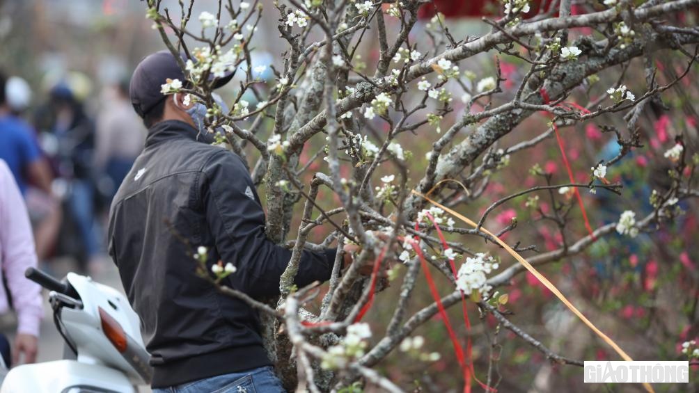 Lê ùn ùn được chở từ Yên Bái, Lạng Sơn, Sơn La, Lào Cai... về Hà Nội bằng xe tải nhẹ. Tại chợ Quảng An, lê được bê từ khu tập kết phía trong ra sát mép đê "trưng bày".