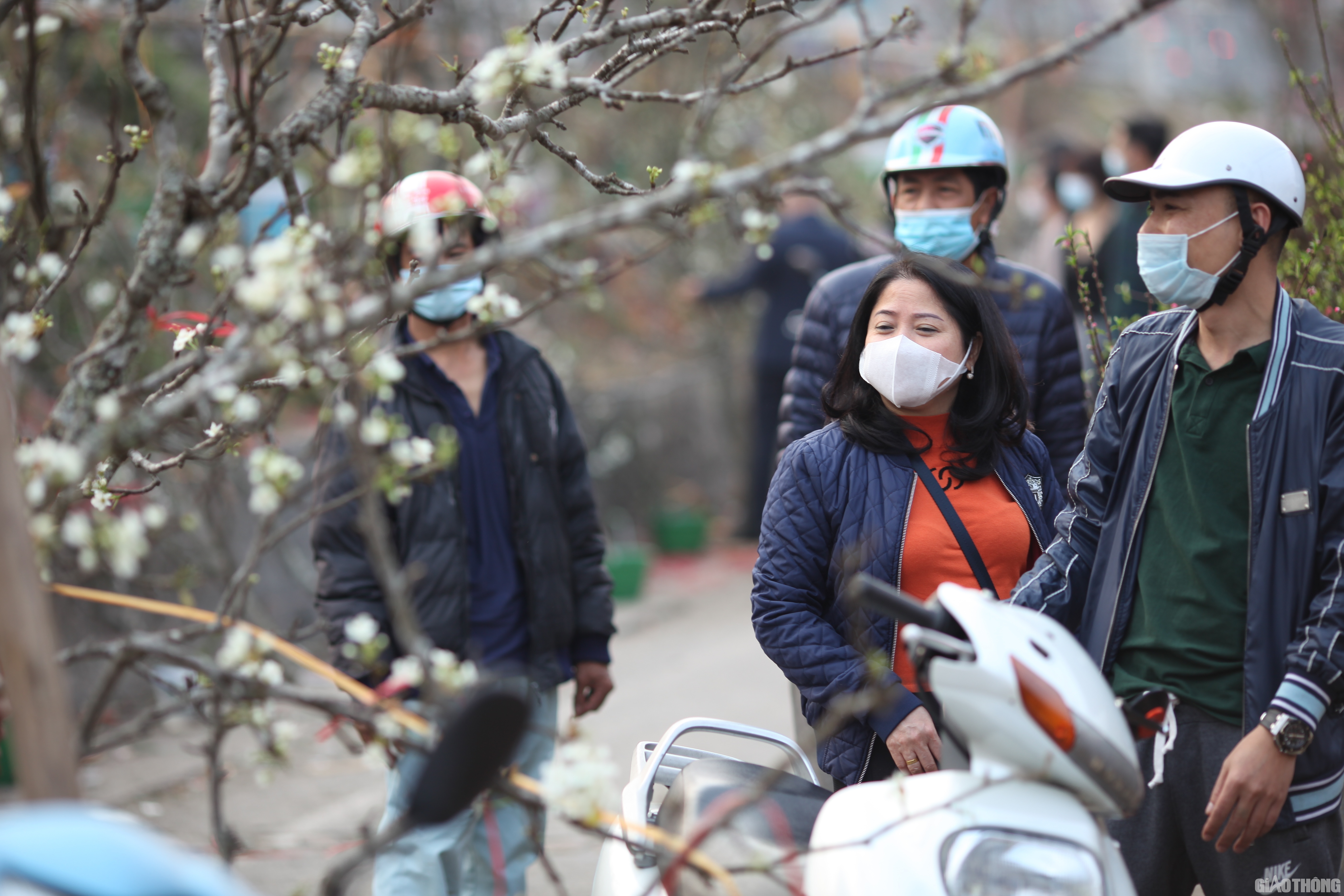 Nhiều khách hàng thích thú với những cành lê đẹp và độc nhưng phải tiếc nuối ra về khi nghe người bán hàng cho biết giá. Theo tìm hiểu của Báo Giao thông, một cành lê to đẹp ít nhất cũng phải có giá từ 1,5 triệu đến 4 triệu đồng.