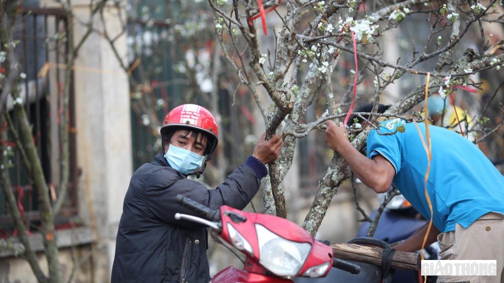 Người bán lê đắt hàng nên các shipper vận chuyển cũng "ăn theo" thổi giá. Mức giá trung bình để chở một cành lê về nội thành khoảng 200 - 300 nghìn đồng.