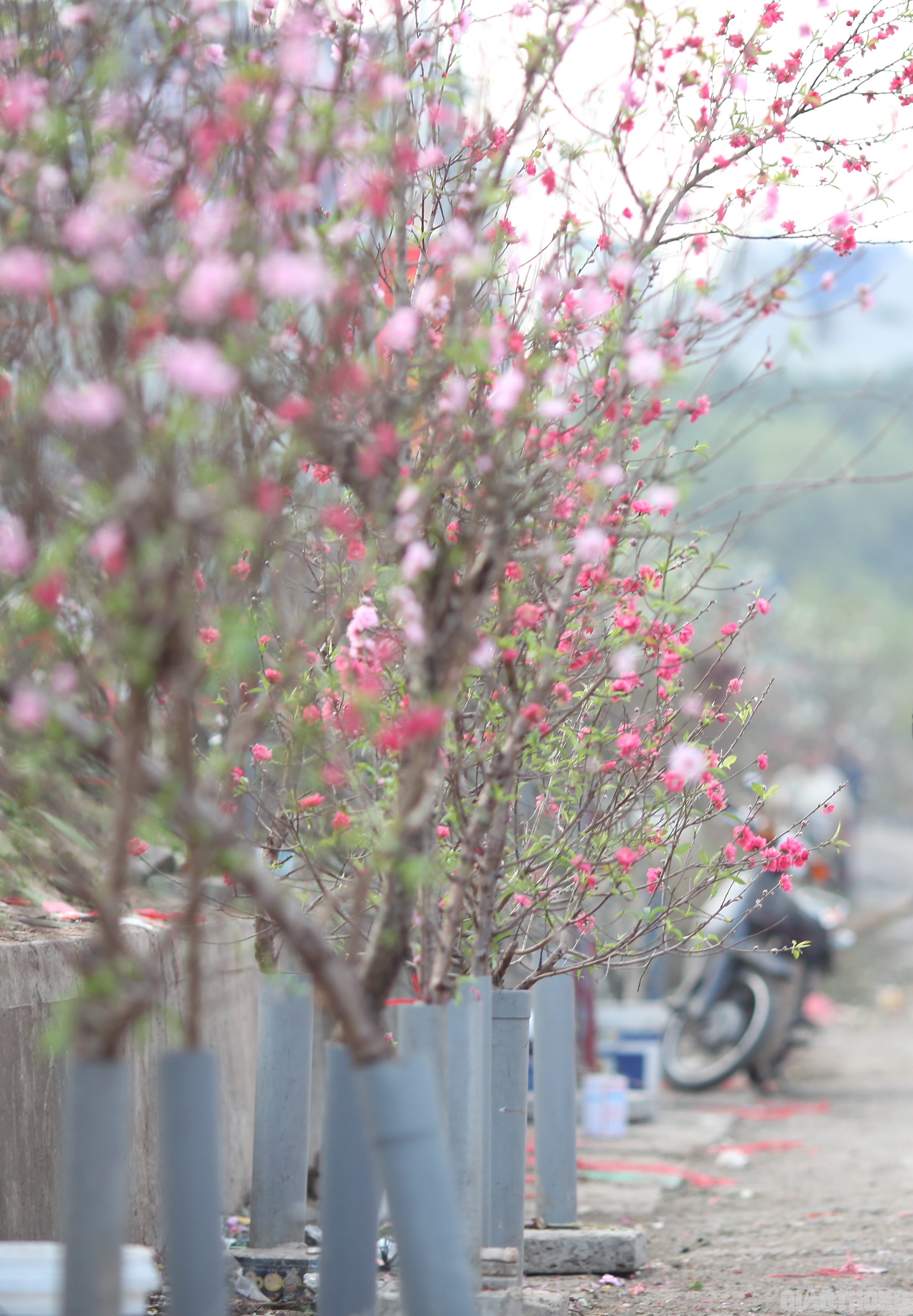 Khu vực bán đào dù khá "khiêm tốn" ở một góc nhỏ nhưng vẫn được nhiều người tìm đến do mức giá mềm.