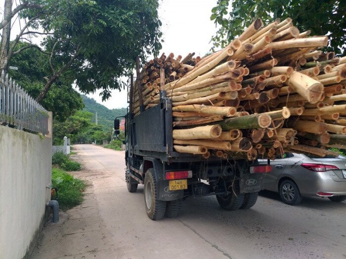 Người tham gia giao thông ở Quảng Ninh không khỏi lo ngại khi gặp những chiếc xe tải chở gỗ rất cồng kềnh như thế này. Ảnh chụp trên đường thôn Khe Ngái, xã Đoàn Kết, huyện Vân Đồn, tỉnh Quảng Ninh.