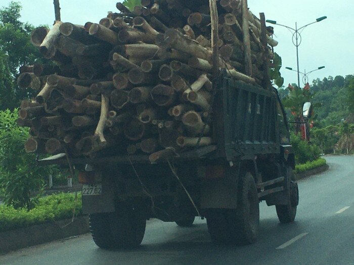 Tuyến đường từ xã Đoàn Kết ra phía thị trấn Cái Rồng, huyện Vân Đồn là khu vực có nhiều xe chở gỗ cồng kềnh hoạt động.
