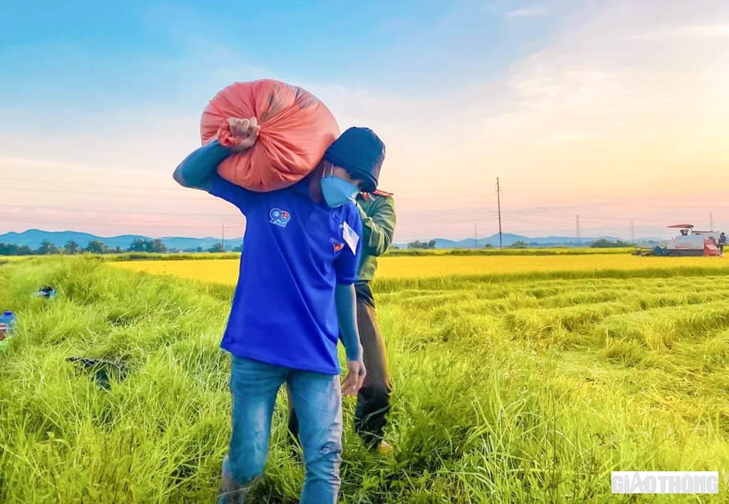 Được biết, thời gian tới Huyện đoàn Cẩm Xuyên sẽ phối hợp với các tổ chức đoàn cơ sở duy trì các hoạt động giúp dân thu hoạch lúa, trong đó tập trung vào các gia đình neo đơn, khó khăn; cũng như các hoạt động: shipper áo xanh, đi chợ giúp dân, hỗ trợ nước uống, thực phẩm cho các chốt trực và hỗ trợ nhân lực trực chốt kiểm soát... Trong hình là đoàn viên Bùi Thiện Tuấn (ở TDP 10, thị trấn Cẩm Xuyên) đang vác bao lúa từ ngoài đồng lên xe chở về cho các hộ dân.