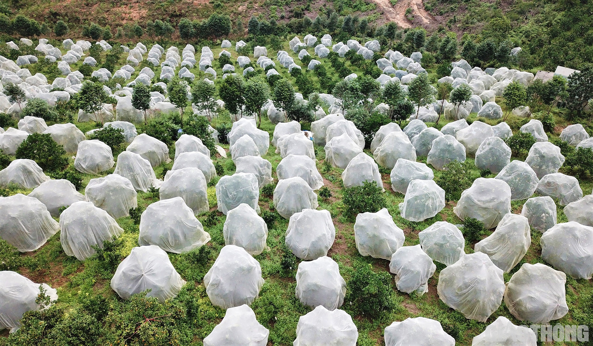 Theo người dân nơi đây, việc mắc màn cho cam được thực hiện từ khoảng tháng 8 hàng năm, khi cây cam mới đậu quả. Việc mắc màn nhằm bảo vệ cam tránh bị côn trùng phá hoại, đảm bảo quả sạch, lại cho thu nhập cao mỗi năm và giữ quả cam  trên cây được lâu hơn, thời gian bán được kéo dài hơn.