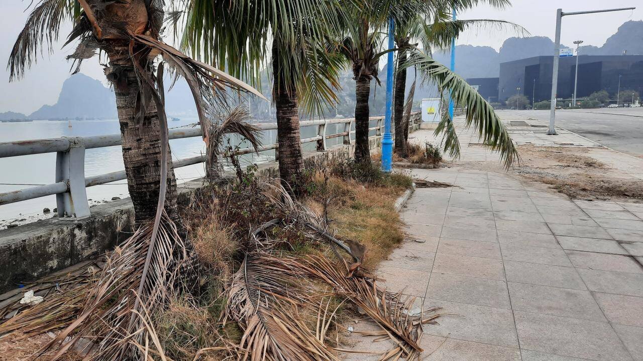 Về lâu dài, UBND TP Hạ Long cũng đã kêu gọi nhà đầu tư Bãi đỗ xe ngầm ở khu vực Quảng trường 30/10 để đảm bảo đồng bộ, mỹ quan đô thị. Tuy nhiên, nếu thực hiện đầu tư vào thời điểm hiện nay rồi sau đó có doanh nghiệp vào đầu tư bãi đỗ xe ngầm tại Quảng trường sẽ gây lãng phí. Mặt khác, các hư hỏng bề mặt Quảng trường có nguyên nhân chính từ nền đất phía dưới, nếu chỉ sửa chữa trên mặt không đảm bảo bền vững, lâu dài. Ảnh: Rặng dừa trồng ở hành lang ven biển tạo cảnh quan dường như bị "bỏ quên" khiến cỏ mọc um tùm.