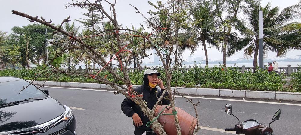 Mỗi cành hoa lê có một giá khác nhau, dao động từ vài trăm nghìn đồng đến vài triệu đồng tùy theo hoa và thế của cành. Các cành lê lớn có giá từ 4-5 triệu đồng.