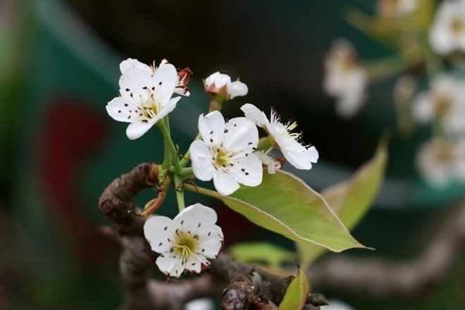 Sắc trắng tinh khôi từ loài hoa của núi rừng như giúp mùa Xuân thêm hương vị, ở lại lâu hơn nơi Hà thành.