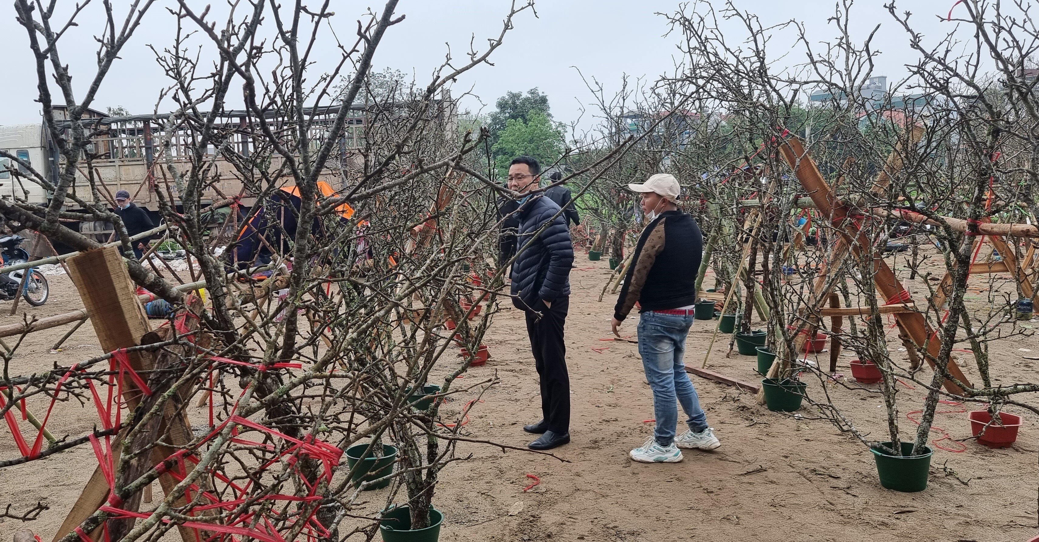 Theo người bán hàng, thời gian chơi lê bền hơn so với đào hay mai, với những cành nhiều nụ, có thể chơi đến 2 tháng.