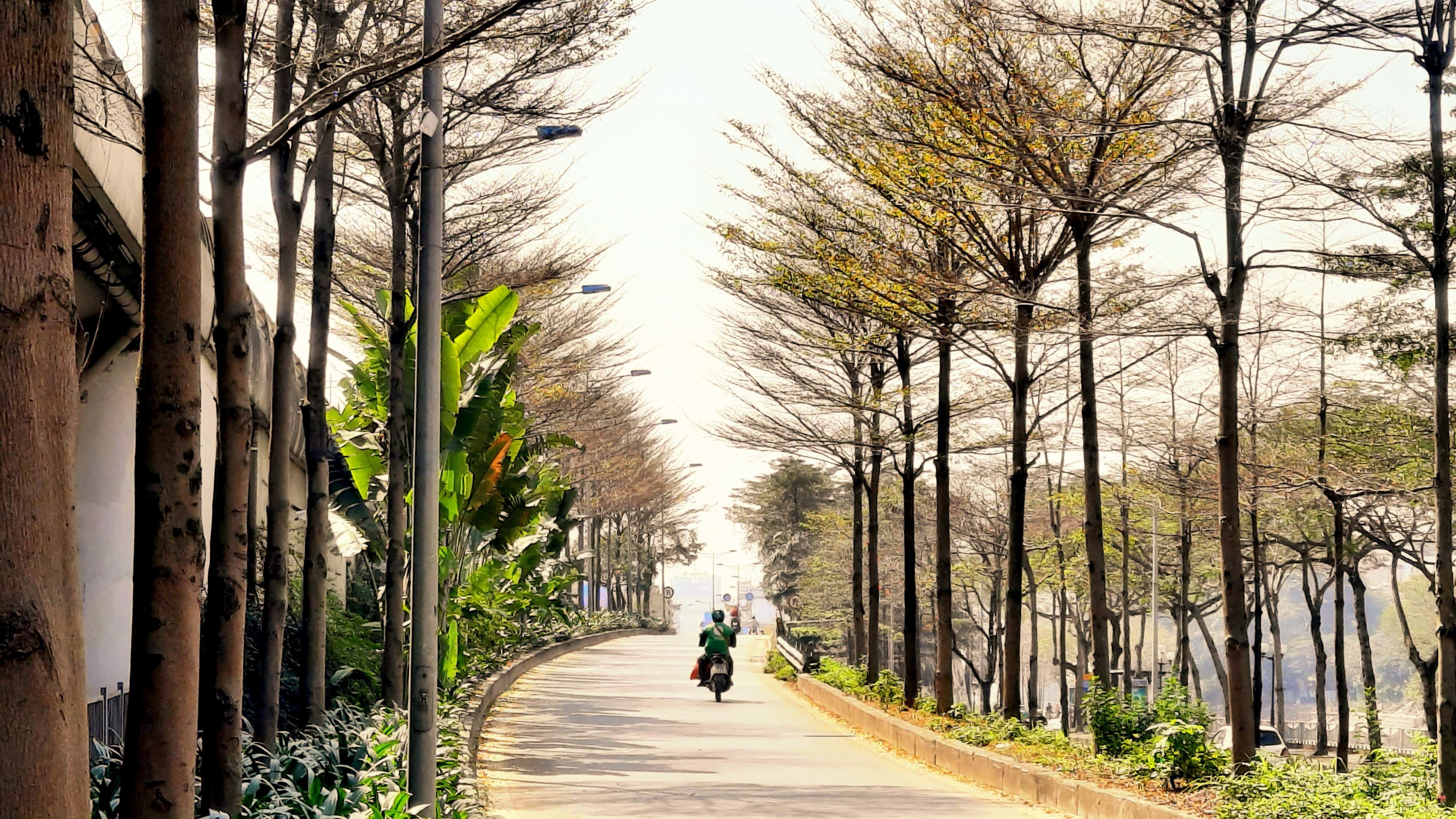 Những ngày đầu tháng 3, bàng Đài Loan (hay còn gọi là bàng lá nhỏ) bắt đầu rụng lá trên các cung đường của Thủ đô Hà Nội.