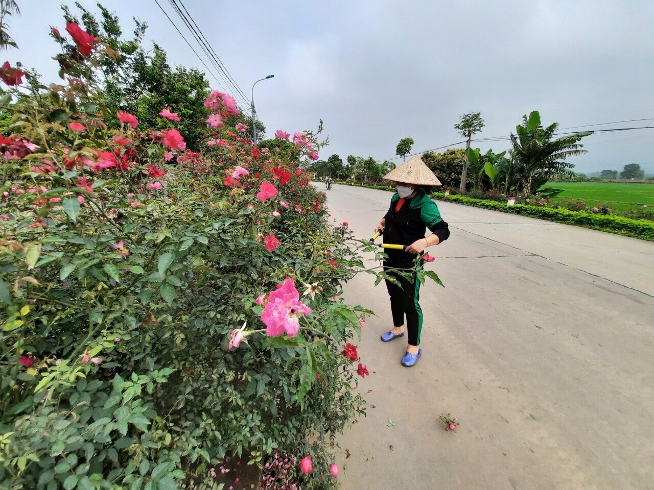 Một tuyến đường hoa ở xã Bình Khê, TX Đông Triều được người dân ngày ngày chăm sóc cẩn thận.