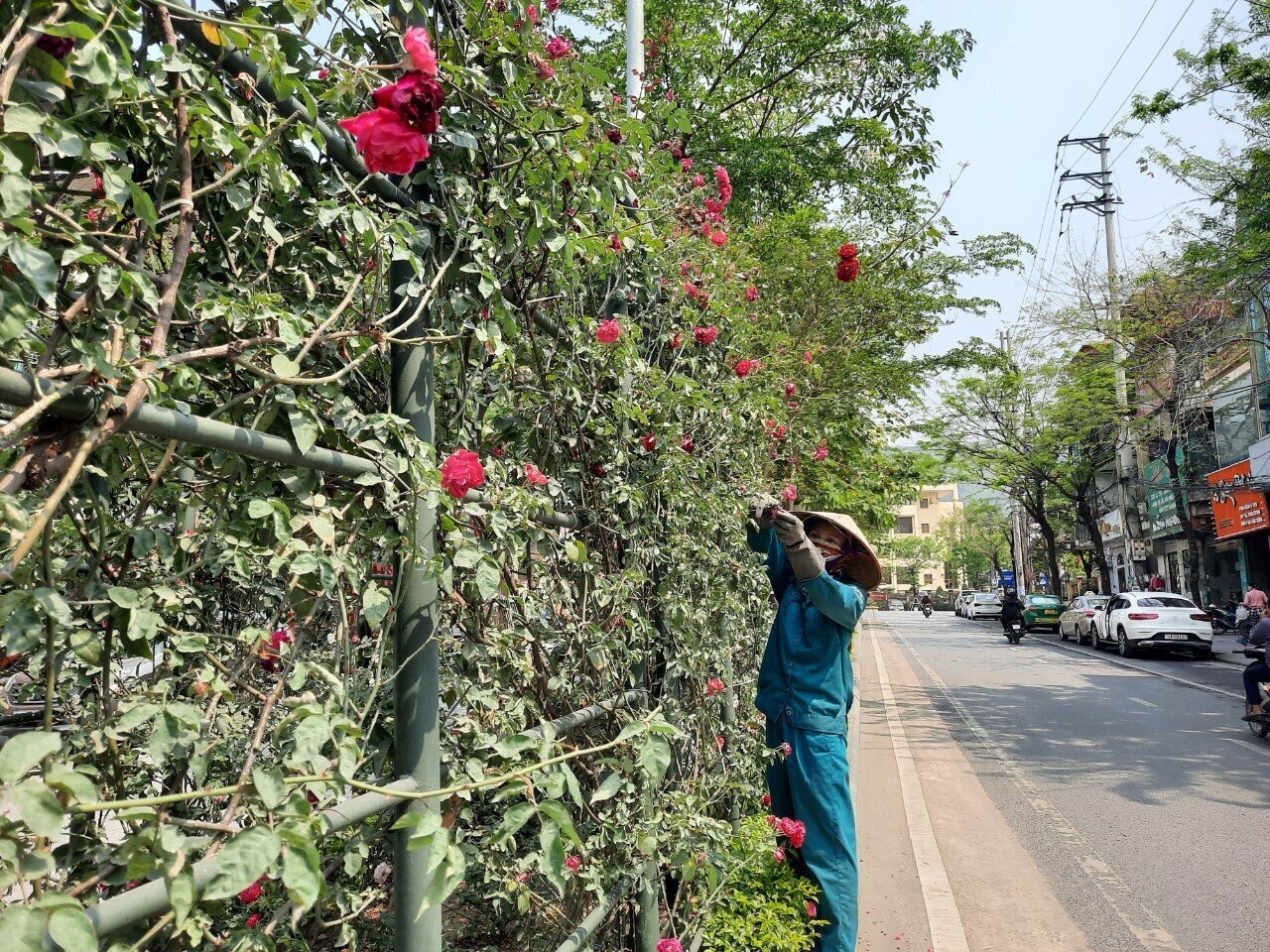 Đặc biệt, thời gian gần đ&acirc;y, TP Cẩm Phả đ&atilde; huy động tối đa c&aacute;c nguồn lực đầu tư từ ng&acirc;n s&aacute;ch, từ nguồn x&atilde; hội h&oacute;a để triển khai h&agrave;ng loạt tuyến đường hoa khiến khu vực trung t&acirc;m lu&ocirc;n lung linh nhiều lo&agrave;i hoa khoe sắc suốt 4 m&ugrave;a.