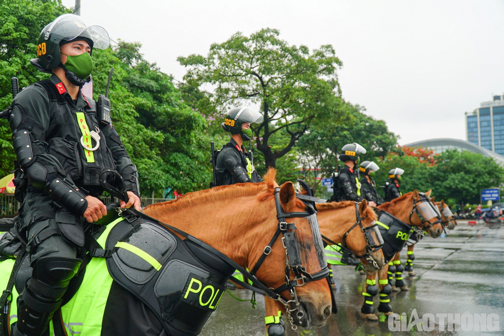 Những chú ngựa của đoàn CSCĐ kỵ binh là ngựa hoang dã nhưng đã được thuần phục, dẫn dắt, hướng dẫn, huấn luyện dưới tay của các kỵ binh.