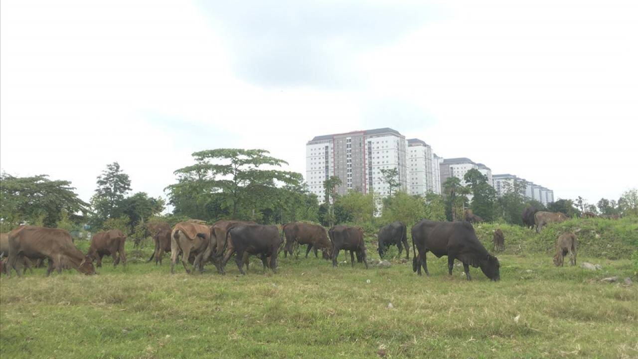 Giá đất Khu đô thị Thanh Hà Cienco 5 'nổi sóng', Hà Đông chỉ đạo khẩn