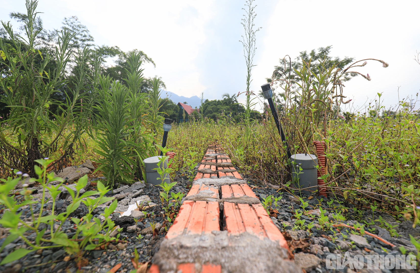 Các hàng gạch phân lô bắt đầu bị cỏ bao trùm.