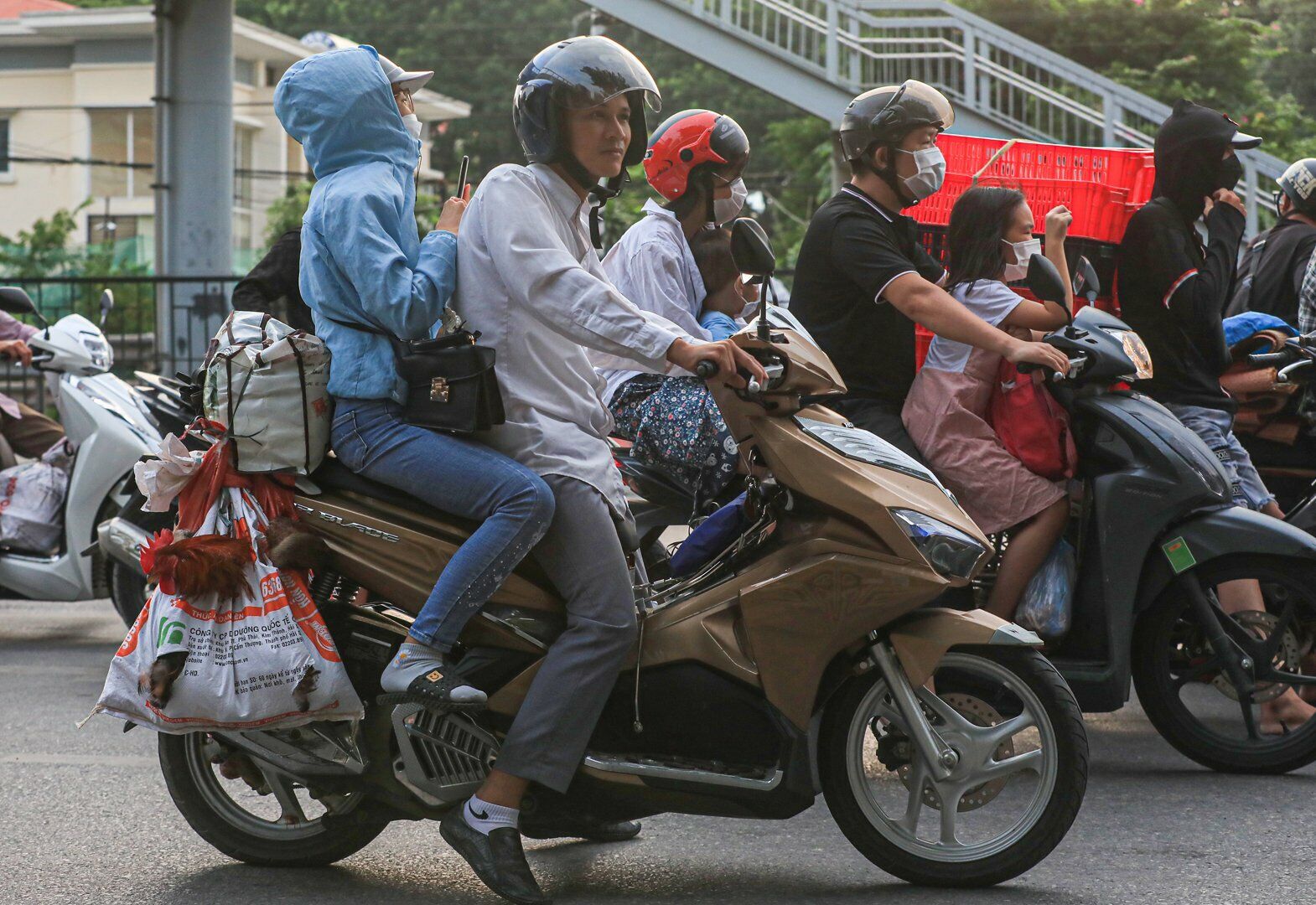 Gà vịt, ngan ngỗng được bắt bỏ trong bao để thuận tiện vận chuyển lên Hà Nội.