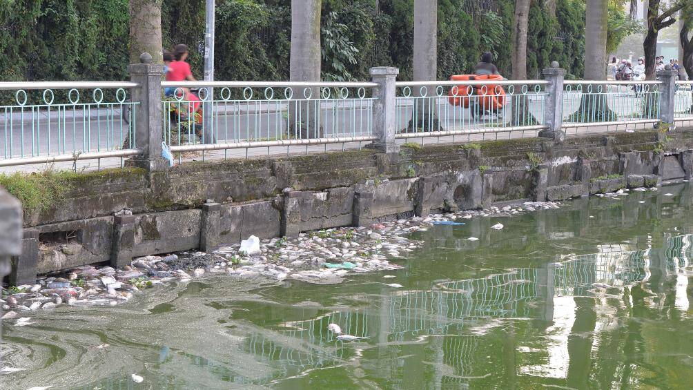 Ngày 5/10, tại Hồ Tây đoạn đi qua khu vực phố Nguyễn Đình Thi (quận Tây Hồ, TP Hà Nội) xuất hiện tình trạng cá chết nổi trắng, bốc mùi nồng nặc.