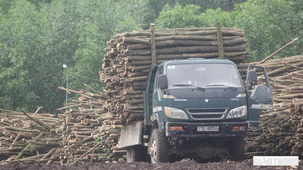 Theo người dân địa phương, gỗ keo sau khi được khai thác thì vận chuyển bằng các xe tải ben hoán cải chở về bãi tập kết.
