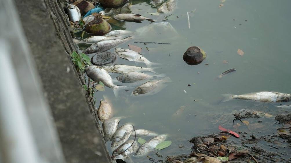 Cá chết thường là những loại cá mè, chép, rô phi... có trọng lượng lên tới 1 đến 2kg.