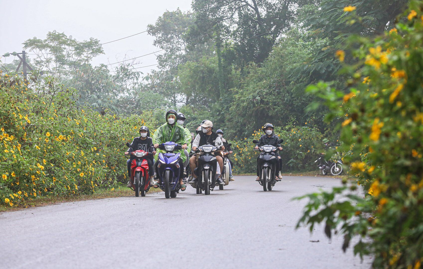 Những ngày gần đây, tại Vườn quốc gia Ba Vì (TP Hà Nội), hoa dã quỳ nở rộ nên đã thu hút nhiều du khách tới đây chiêm ngưỡng, chụp ảnh.
