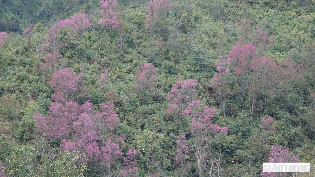 Hoa "tớ dày" thuộc loại cây thân gỗ, chỉ mọc và nở hoa ở độ cao trên 1.000 mét so với mực nước biển. Đây là loại hoa rừng thuộc họ hoa đào, người Mông ở Mù Cang Chải thường gọi là "Pằng tớ dầy” dịch theo nghĩa tiếng Việt là hoa đào rừng. Hoa thường nở vào cuối năm Dương lịch trước hoa đào khoảng 1 tháng. Là loại hoa đặc trưng ở vùng núi Tây Bắc, trong đó có huyện Mù Cang Chải...