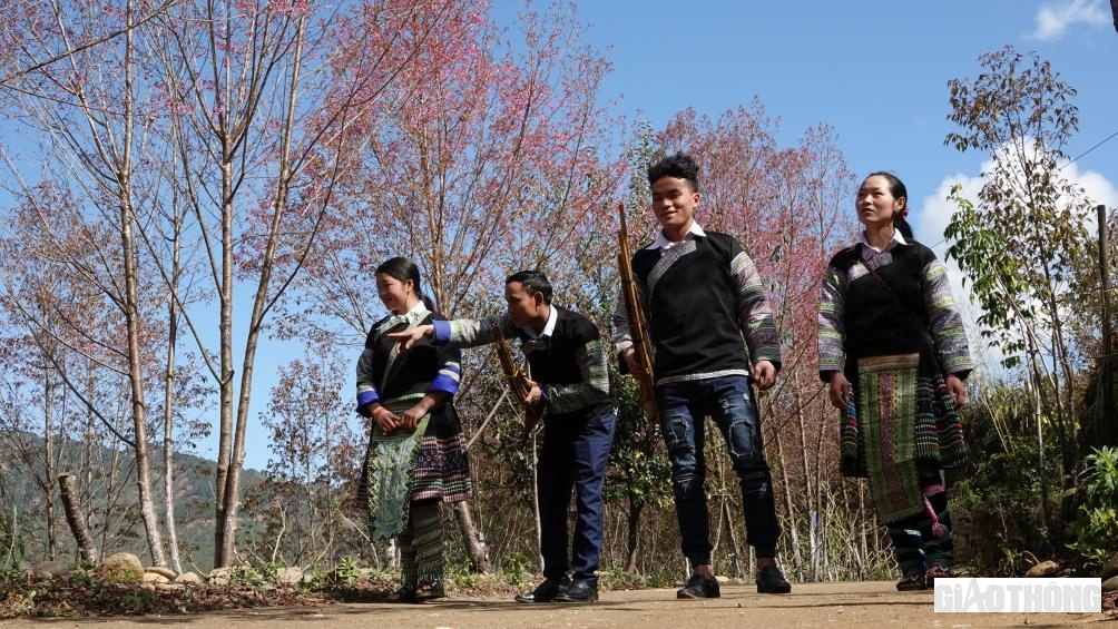 Sau một năm lao động vất vả, mùa vàng bội thu, nhìn lên đỉnh núi đã thấy những cây tớ dày nở hoa đỏ thắm núi rừng thì cũng là lúc những chàng trai, cô gái Mông xúng xính trong bộ váy mới, luyện tập những điệu khèn, chuẩn bị những quả pao để chơi Tết, du Xuân dưới những tán hoa tớ dày lung linh trong nắng gió.