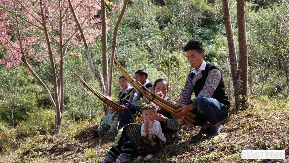 Các chàng trai cô gái dân tộc Mông tỏ tình với nhau dưới những rặng tớ dày.