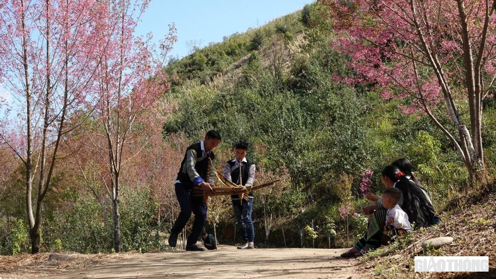 Hòa trong sắc hồng của loại hoa rừng này là sắc màu thổ cẩm của những cô gái Mông thẹn thùng nghe lời tỏ tình của các chàng trai.
