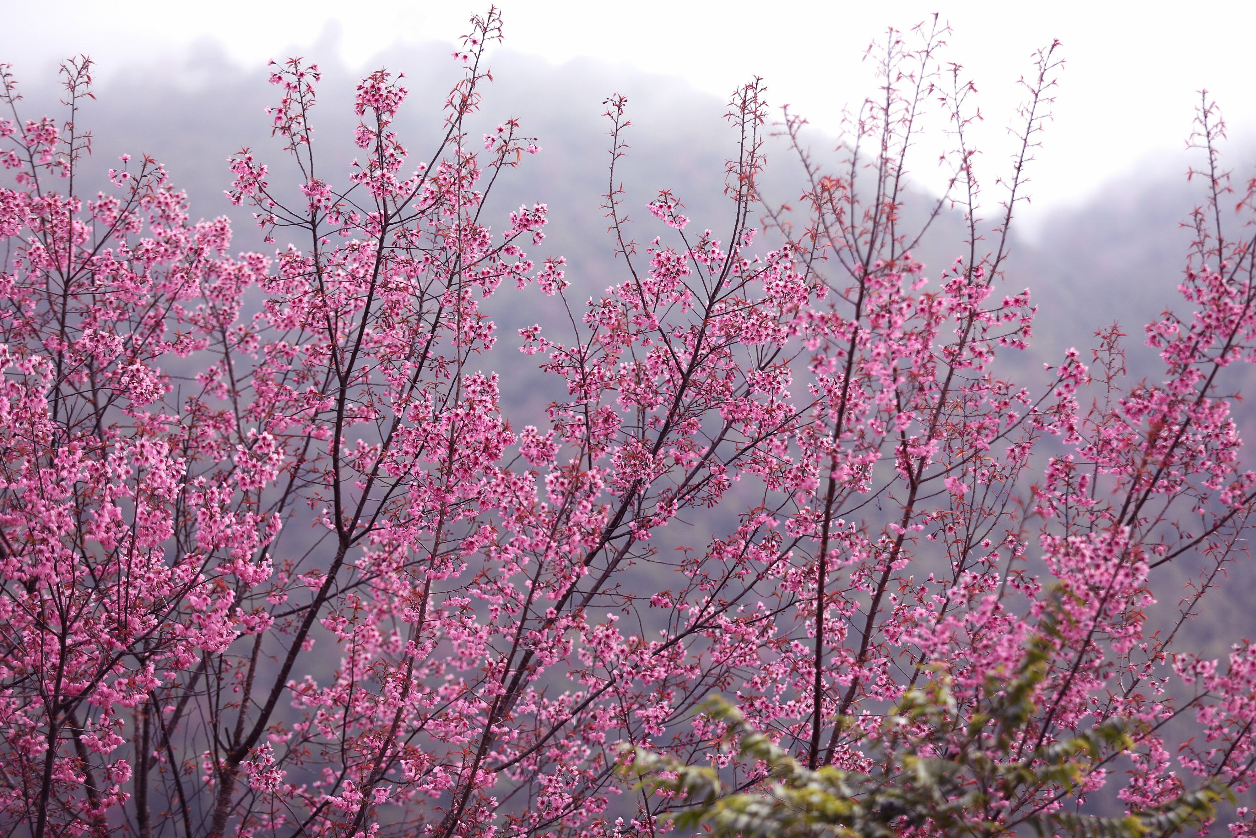 Do cây dễ sống nên người dân còn mang về trồng làm hàng rào trên nương. “Tớ dày” trở thành một trong những biểu tượng đặc biệt của vùng đất vốn khắc nghiệt. Nhận thấy vẻ đẹp của loài hoa này mà giờ đây người dân ở La Pán Tẩn nói riêng và nhiều nơi khác cũng bắt đầu đưa hoa về trồng quanh nhà.