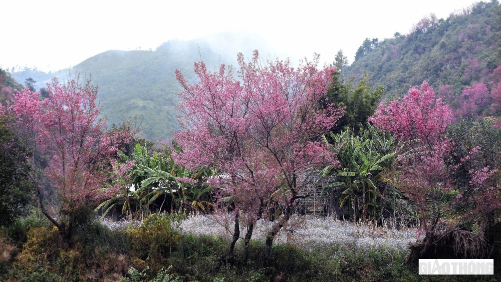 Đi trên các sườn đồi uốn lượn quanh co chạy dọc theo QL 32, từ Than Uyên xuôi về Nghĩa Lộ, đèo Khau Phạ hay trên lưng chừng núi, nơi định cư của bản làng người Mông, đâu đâu cũng thấy sắc màu rực rỡ của hoa "tớ dày".