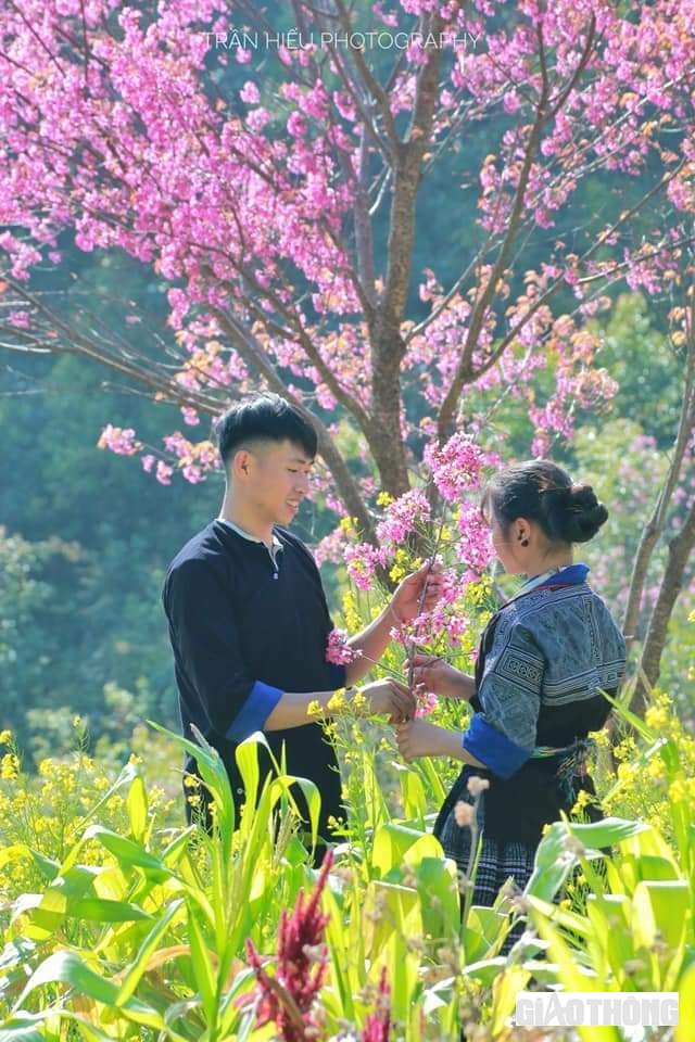 Các chàng trai người Mông hái những bông hoa tớ dày tặng cho người con gái mình yêu.