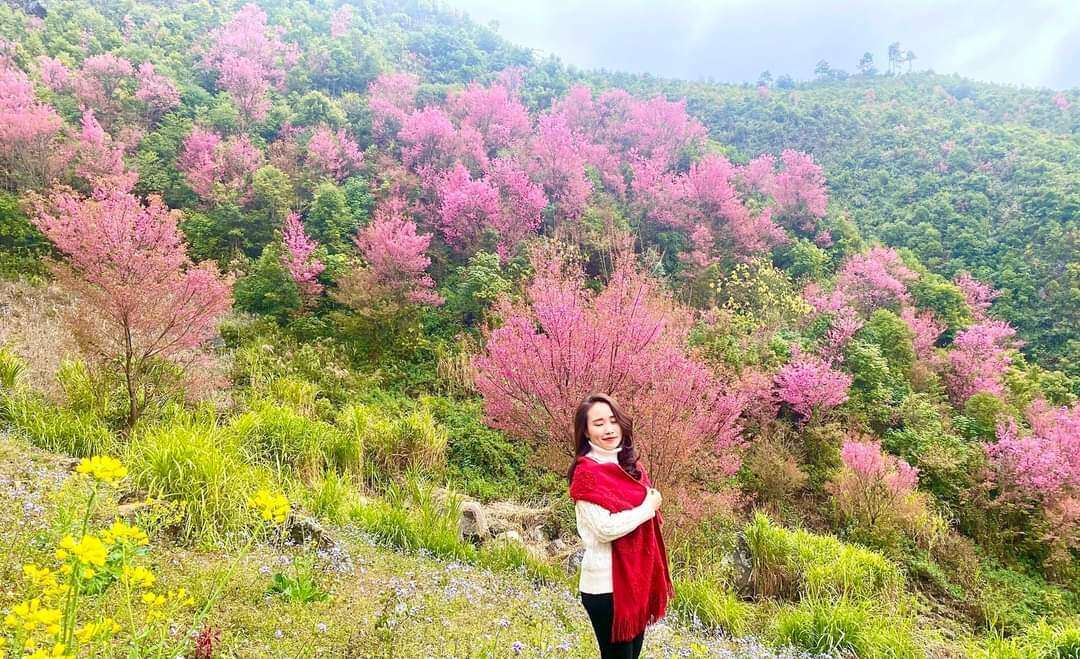 Đông đảo du khách đến với Mù Cang Chải để check-in bên rừng hoa tớ dày.