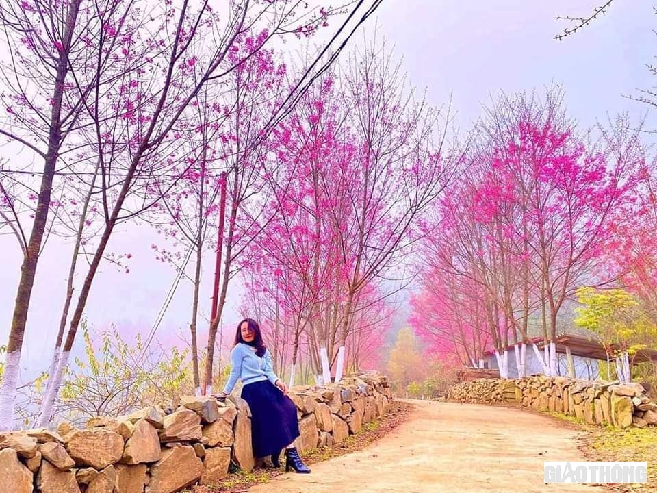 Thiếu nữ ngỡ ngàng bên rừng hoa tớ dày