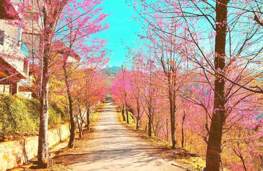 Những con đường đỏ thắm khoe sắc đón chờ du khách thập phương đến với Mù Cang Chải (Yên Bái)