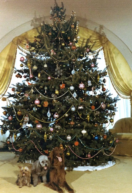 Theo Whitehousehistory, đèn điện bắt đầu được sử dụng để thắp sáng cây thông Giáng sinh tại Nhà Trắng vào năm 1894 dưới thời cố Tổng thống Grover Cleveland. Nhà Trắng bắt đầu lắp hệ thống điện vào 3 năm trước đó. Trong ảnh là cây Giáng sinh tại Nhà Trắng dưới thời cố Tổng thống Richard Nixon. Ảnh - People